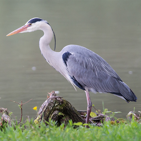 Flora & Fauna at Lonsdale Park